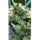 Крапельниця садова Presto-PS Крапельниця садова Presto-PS